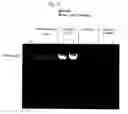 Fig. 05 - DNA polymerase fusions and uses thereof