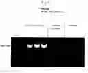 Fig. 06 - DNA polymerase fusions and uses thereof