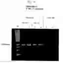 Fig. 07 - DNA polymerase fusions and uses thereof
