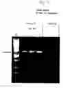 Fig. 08 - DNA polymerase fusions and uses thereof