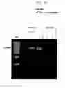 Fig. 09 - DNA polymerase fusions and uses thereof