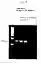 Fig. 10 - DNA polymerase fusions and uses thereof