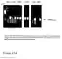 Fig. 30 - DNA polymerase fusions and uses thereof