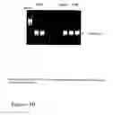 Fig. 31 - DNA polymerase fusions and uses thereof