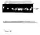 Fig. 32 - DNA polymerase fusions and uses thereof