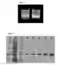 Fig. 02 - OPTICAL FINGERPRINTING OF NUCLEIC ACID SEQUENCES