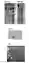 Fig. 05 - OPTICAL FINGERPRINTING OF NUCLEIC ACID SEQUENCES