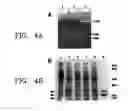 Fig. 05 - Protein fragment complementation assays for the detection of biological or drug interactions
