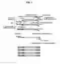 Fig. 10 - Annealing control primer and its uses