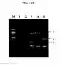 Fig. 24 - Annealing control primer and its uses