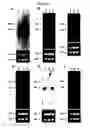 Fig. 25 - Annealing control primer and its uses