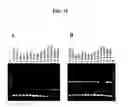 Fig. 31 - Annealing control primer and its uses