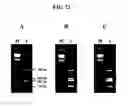 Fig. 33 - Annealing control primer and its uses
