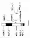 Fig. 05 - PROTEIN PRESENT AT THE SURFACE OF HEMATOPOIETIC STEM CELLS OF THE LYMPHOID LINE AND OF NK CELLS, AND USES THEREOF