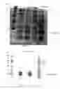 Fig. 06 - PROTEIN PRESENT AT THE SURFACE OF HEMATOPOIETIC STEM CELLS OF THE LYMPHOID LINE AND OF NK CELLS, AND USES THEREOF