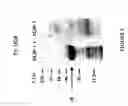 Fig. 07 - PROTEIN PRESENT AT THE SURFACE OF HEMATOPOIETIC STEM CELLS OF THE LYMPHOID LINE AND OF NK CELLS, AND USES THEREOF