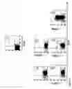 Fig. 10 - PROTEIN PRESENT AT THE SURFACE OF HEMATOPOIETIC STEM CELLS OF THE LYMPHOID LINE AND OF NK CELLS, AND USES THEREOF