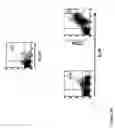 Fig. 12 - PROTEIN PRESENT AT THE SURFACE OF HEMATOPOIETIC STEM CELLS OF THE LYMPHOID LINE AND OF NK CELLS, AND USES THEREOF