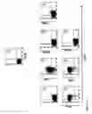 Fig. 13 - PROTEIN PRESENT AT THE SURFACE OF HEMATOPOIETIC STEM CELLS OF THE LYMPHOID LINE AND OF NK CELLS, AND USES THEREOF
