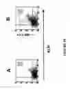 Fig. 16 - PROTEIN PRESENT AT THE SURFACE OF HEMATOPOIETIC STEM CELLS OF THE LYMPHOID LINE AND OF NK CELLS, AND USES THEREOF
