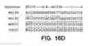 Fig. 30 - KCNQ2 potassium channels