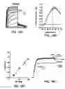 Fig. 33 - KCNQ2 potassium channels
