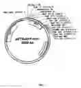 Fig. 03 - Circular recombinant plasmid dna constructs and their protein products, methods of preparation and immobilisation of proteins on support