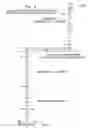 Fig. 06 - COMPOSITE MICROARRAY SLIDES