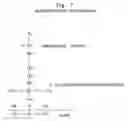 Fig. 07 - COMPOSITE MICROARRAY SLIDES