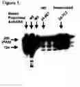 Fig. 02 - FAS binding antibodies