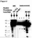 Fig. 03 - FAS binding antibodies