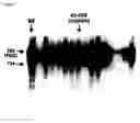 Fig. 04 - FAS binding antibodies