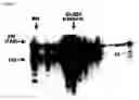 Fig. 05 - FAS binding antibodies