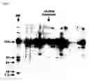 Fig. 06 - FAS binding antibodies