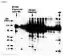 Fig. 07 - FAS binding antibodies