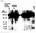 Fig. 09 - FAS binding antibodies