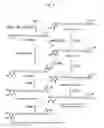 Fig. 03 - Carotenoid hydroxylase gene, method for preparing hydroxylated carotenoid, and novel geranylgeranyl pyrophosphate synthase