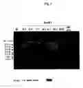 Fig. 04 - Carotenoid hydroxylase gene, method for preparing hydroxylated carotenoid, and novel geranylgeranyl pyrophosphate synthase