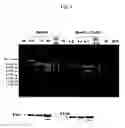 Fig. 05 - Carotenoid hydroxylase gene, method for preparing hydroxylated carotenoid, and novel geranylgeranyl pyrophosphate synthase