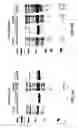 Fig. 05 - Methods for increasing neisseria protein expression and compositions thereof
