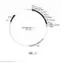 Fig. 07 - Efficient protein expression system