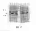Fig. 08 - Efficient protein expression system