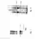 Fig. 09 - Efficient protein expression system