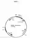 Fig. 04 - Yeast expression vectors for production of ITF
