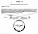 Fig. 32 - Yeast expression vectors for production of ITF