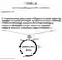 Fig. 47 - Yeast expression vectors for production of ITF