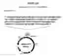 Fig. 51 - Yeast expression vectors for production of ITF