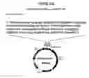 Fig. 52 - Yeast expression vectors for production of ITF