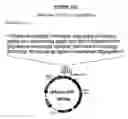 Fig. 53 - Yeast expression vectors for production of ITF