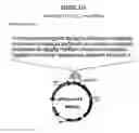 Fig. 54 - Yeast expression vectors for production of ITF